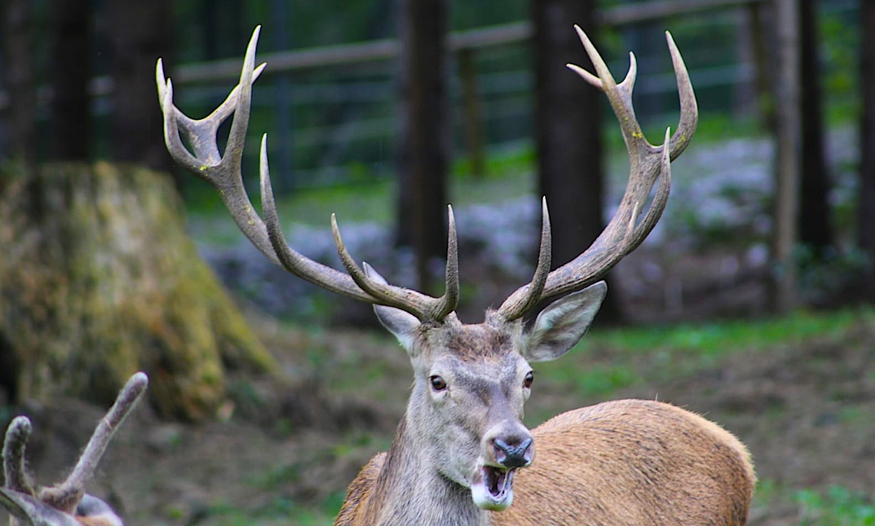 bramito cervo forni di sopra bramito cervo forni di sopra