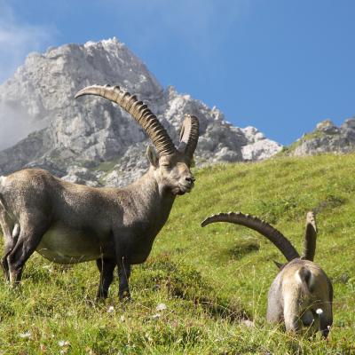 Dolomiti Friulane Dk452